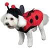 Disfraz de mariquita para perro